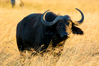 Cape Buffalo....