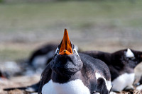 The call of the Gentoo Penguin