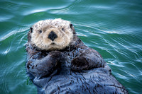 Sea Otter in the harbor..