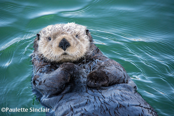 Sea Otter in the harbor..