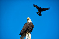 This crow wants to drive the eagle away...