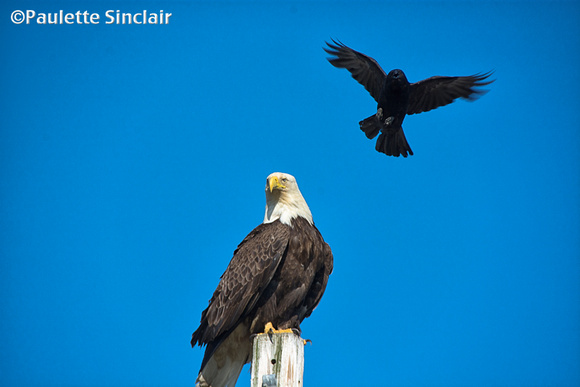 This crow wants to drive the eagle away...