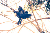 Impression of Hyacinth Macaws