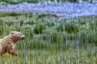 Bear Cub Running