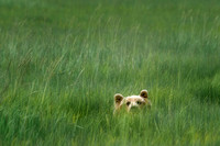 Grizzly Bear Hiding