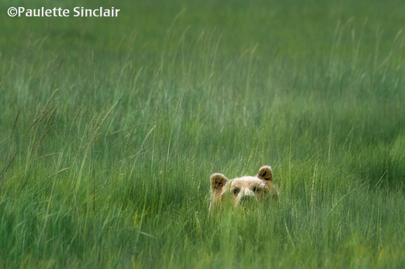 Grizzly Bear Hiding