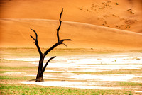 Lone Tree in Namibia