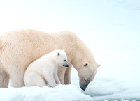 Polar Bear Mother and Cub