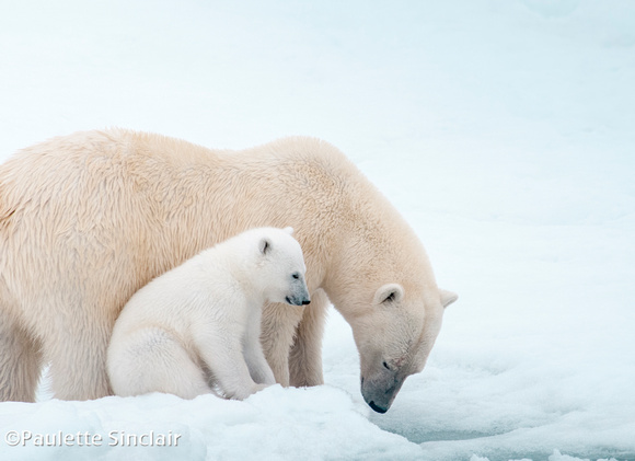 Polar Bear Mother and Cub