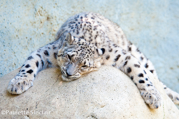 Snow Leopard Resting