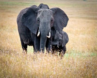 Elephant Mother with Baby