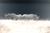 Solarized Rhinos