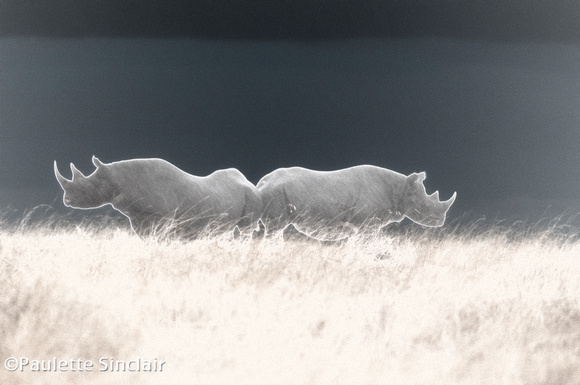 Solarized Rhinos