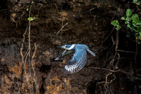 Kingfisher in flight..