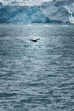 Humpback Whale