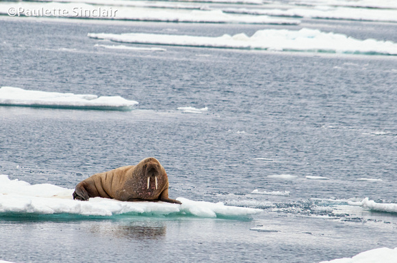 Walrus on the ice..