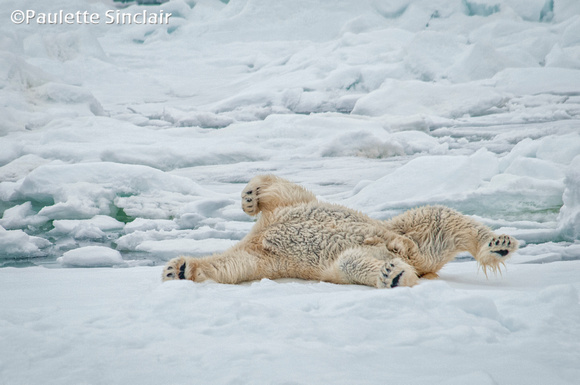 Big Polar Bear..