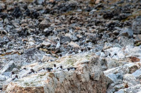 Little Auks and lots of rocks!!!