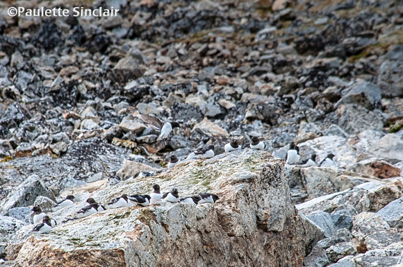 Little Auks and lots of rocks!!!