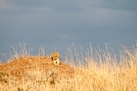 Little Lion Cub