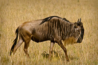 Wildebeest