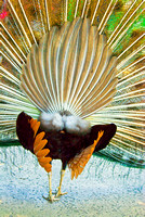 Peacock from Behind