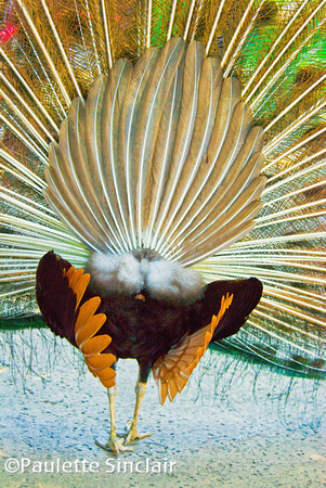 Peacock from Behind