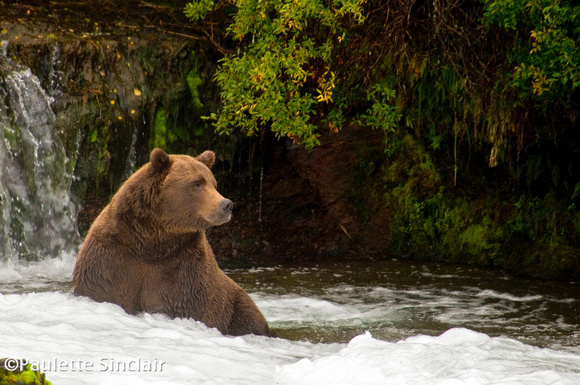 Grizzly Bear