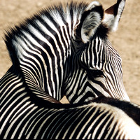 Zebra Twisting