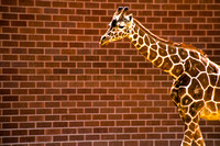 Giraffe Pattern/ Brick Pattern