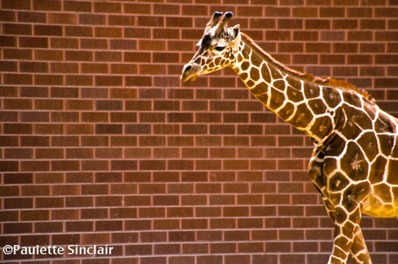 Giraffe Pattern/ Brick Pattern