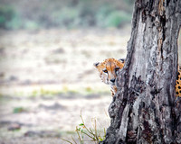 Cheetah Almost Hiding