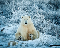 Polar Bear in Frost