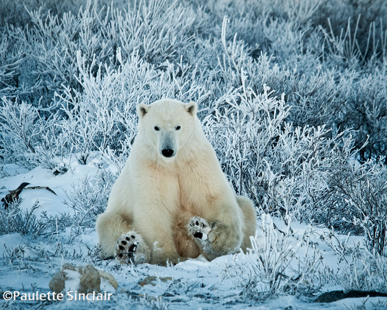 Polar Bear in Frost