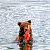 Bear Cub with his Catch