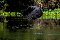 Great Black Hawk (indeed)