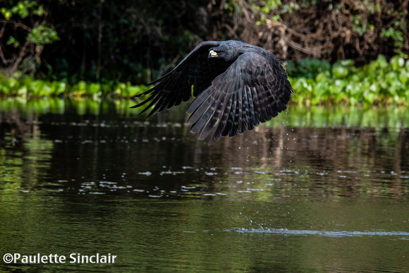 Great Black Hawk (indeed)