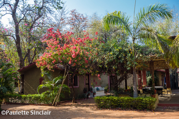 Bandhavgarh Jungle Lodge