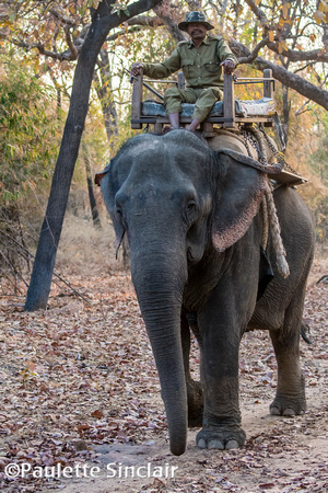 Forest ranger in Bandhavgarh Tiger Reserve