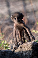 Hanuman langur