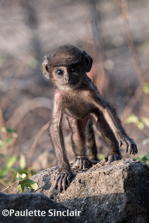 Hanuman langur