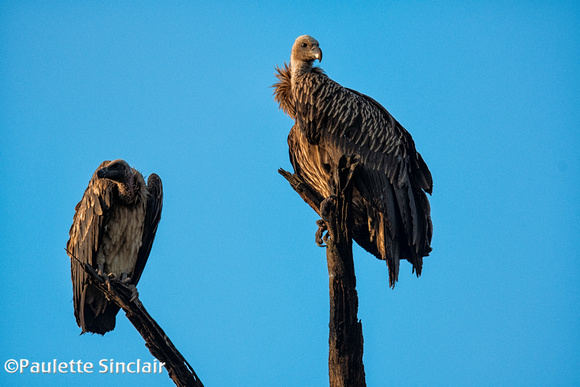 Indian vultures