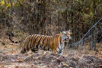 Bengal tiger mom calling her babies