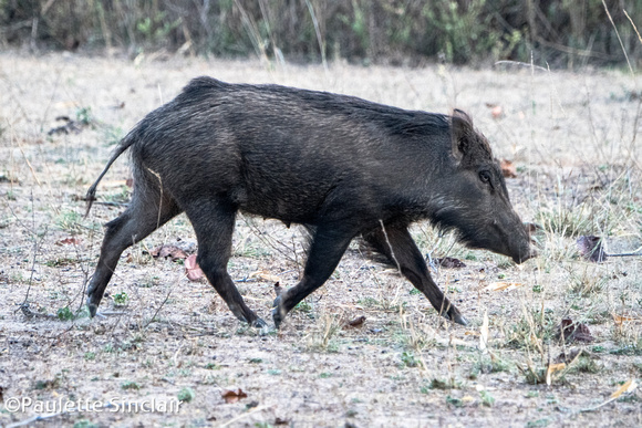 Wild boar