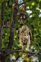 Crested hawk-eagle