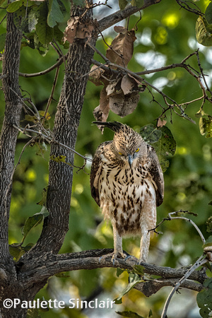 Crested hawk-eagle