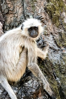 Hanuman langur