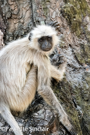 Hanuman langur