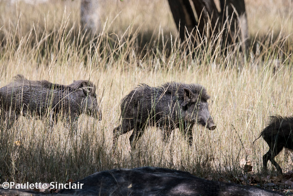 Wild boars