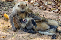 Playing langurs